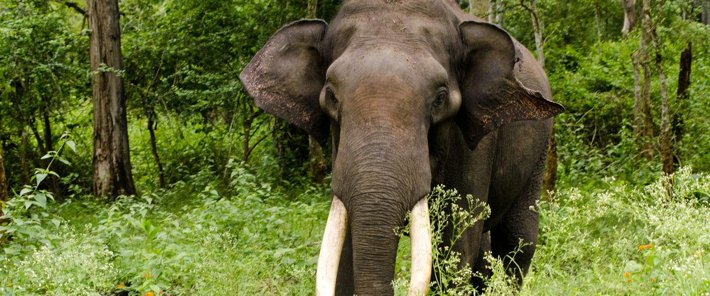 Indian elephant