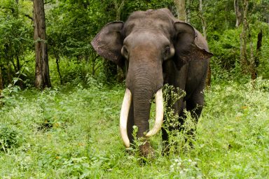 Indian elephant