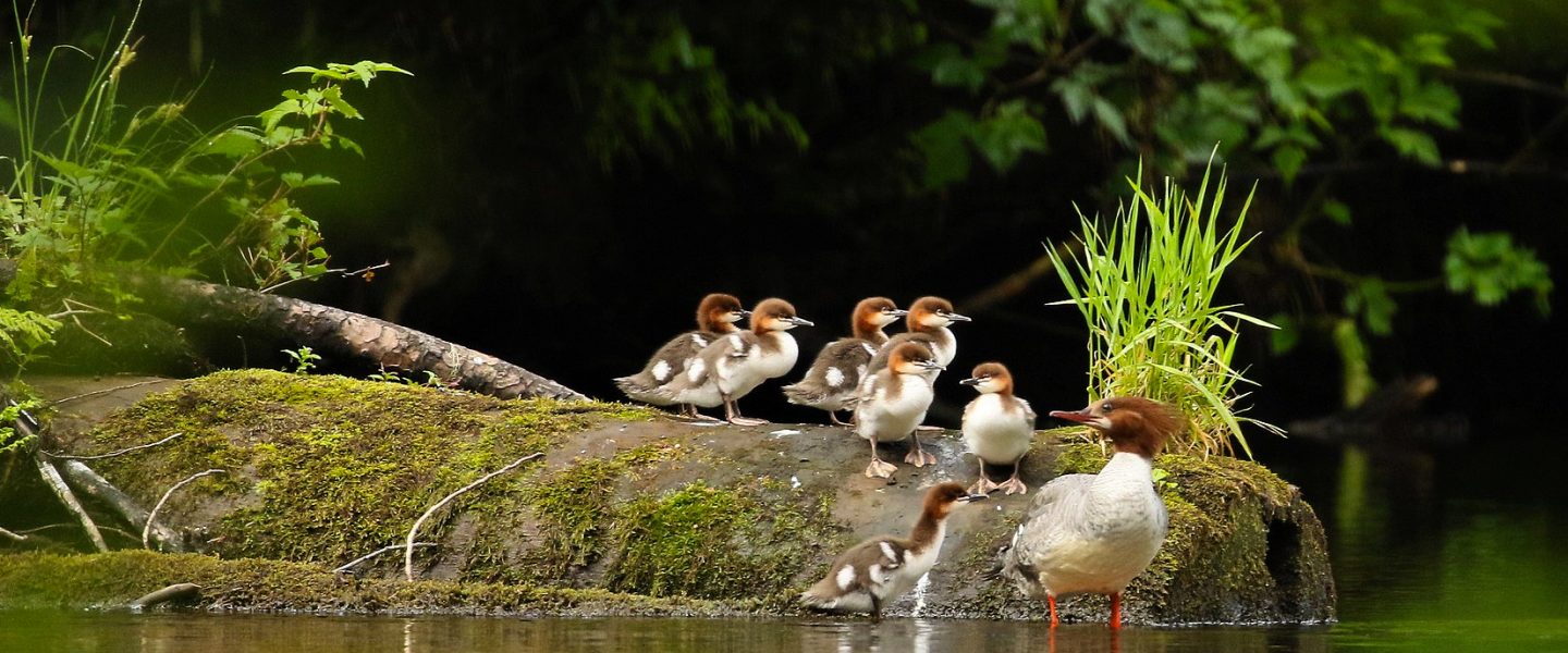 environment, nature, biodiversity, U.S., Tongass National Forest, protections restored