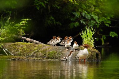 environment, nature, biodiversity, U.S., Tongass National Forest, protections restored