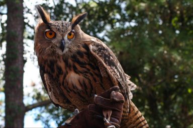 environment, wildlife, Central Park Zoo, vandalism, Eurasian eagle-owl, Flaco