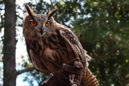 environment, wildlife, Central Park Zoo, vandalism, Eurasian eagle-owl, Flaco