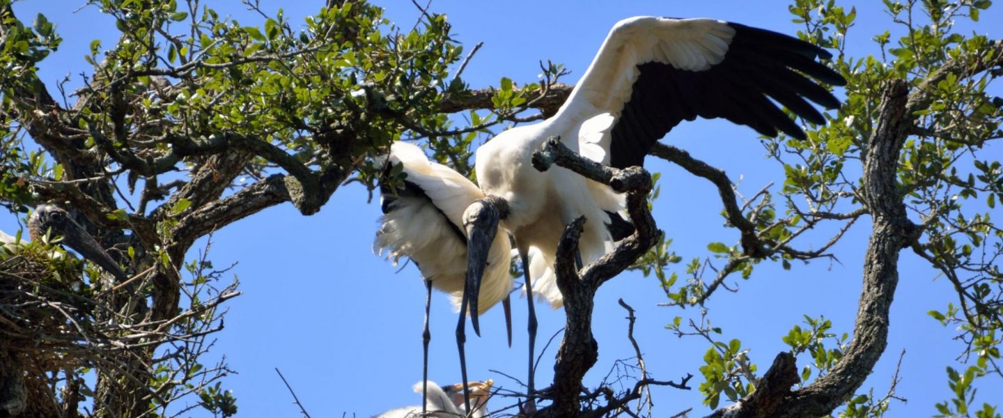environment, wildlife, biodiversity, endangered species, wood stork