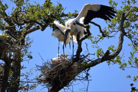 environment, wildlife, biodiversity, endangered species, wood stork