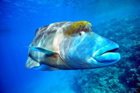 climate crisis, biodiversity, marine life, UN, ocean treaty