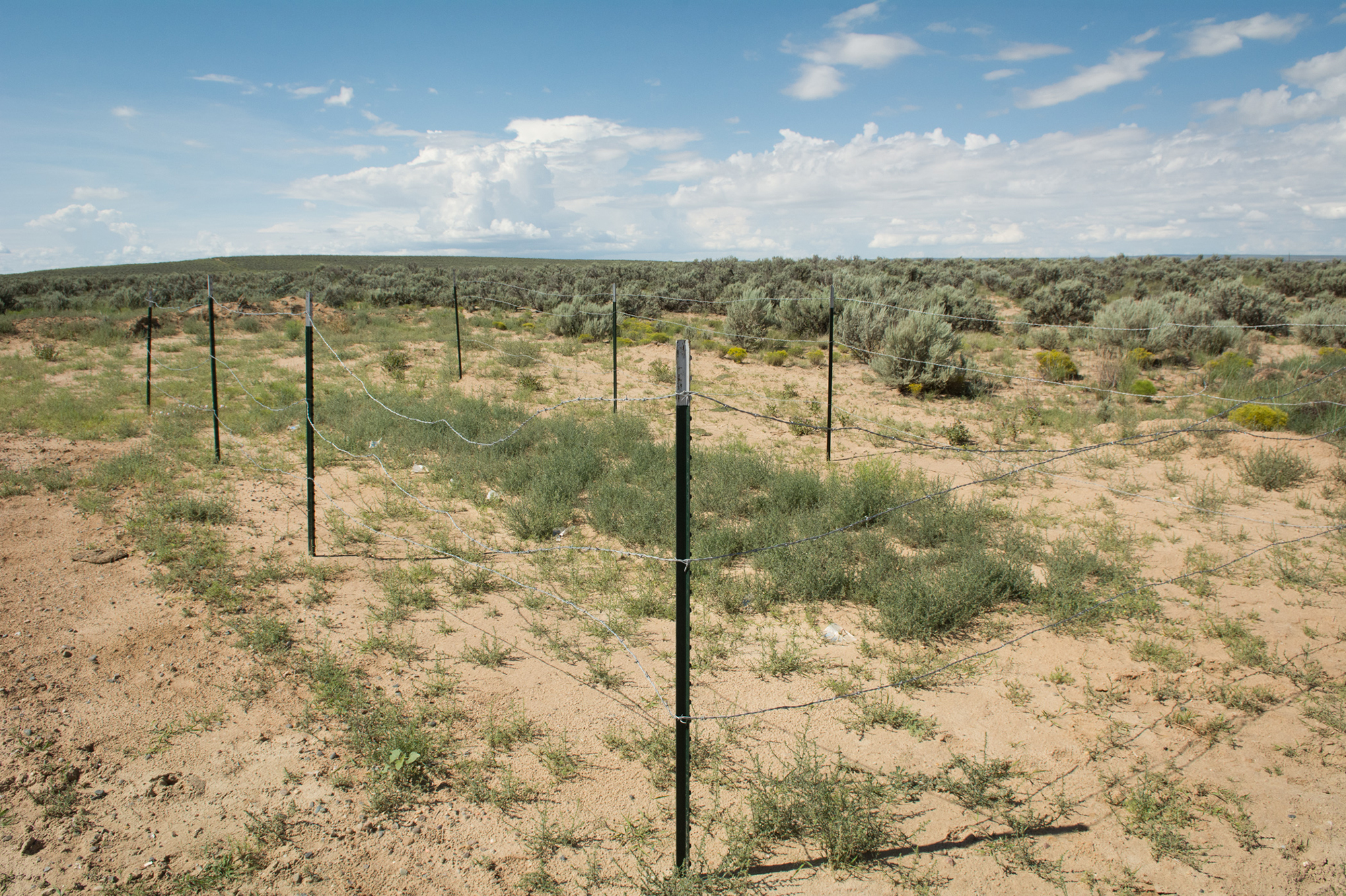 grassy test plot, Eagle Springs