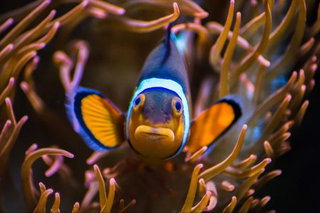 climate crisis, biodiversity, oceans, UN, treaty