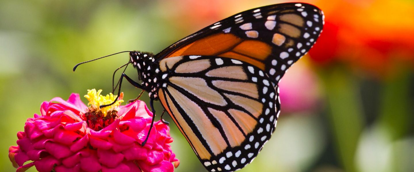 climate, nature, bees, butterflies, numbers, forests