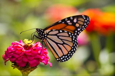 climate, nature, bees, butterflies, numbers, forests