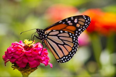 climate, nature, bees, butterflies, numbers, forests
