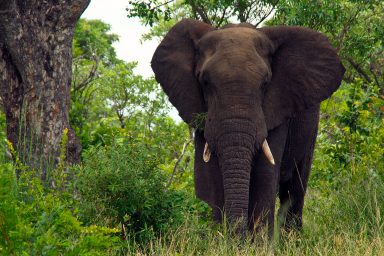 biodiversity, wild mammals, Earth, total weight, wake-up call