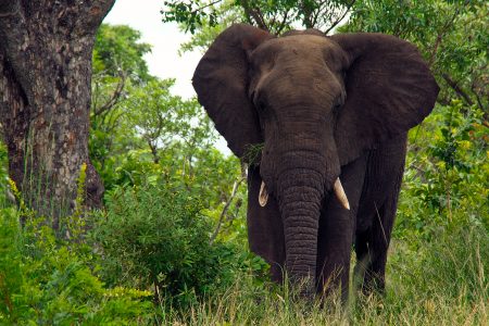 biodiversity, wild mammals, Earth, total weight, wake-up call