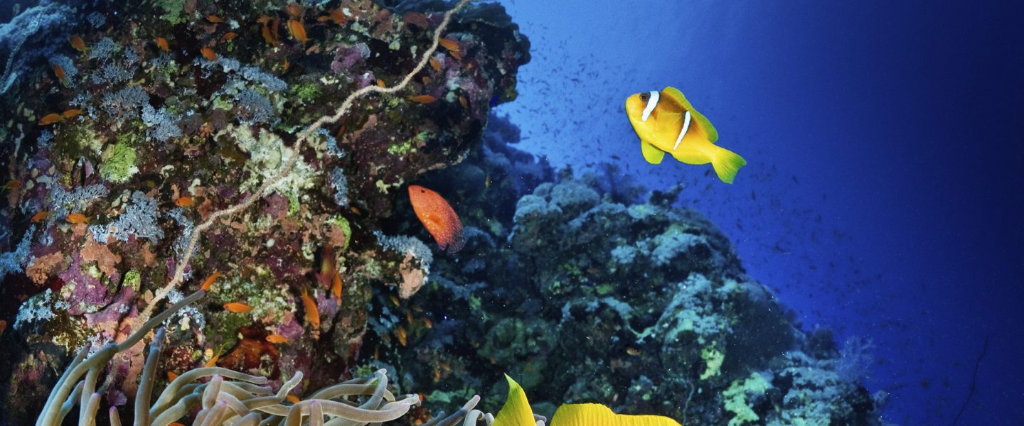 climate crisis, rare metals, deep sea mining, ecosystem, report warning