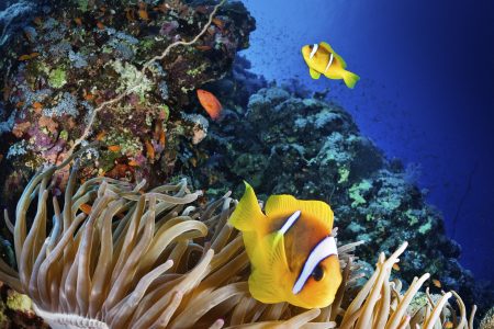 climate crisis, rare metals, deep sea mining, ecosystem, report warning