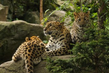 environment, wildlife, biodiversity, San Diego Zoo, Amur leopard cubs