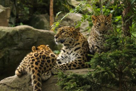environment, wildlife, biodiversity, San Diego Zoo, Amur leopard cubs