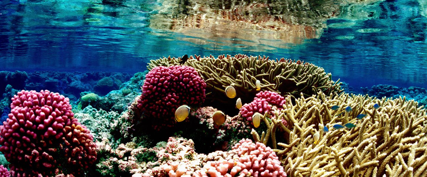 Coral reef, Palmyra Atoll