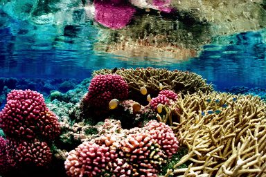 Coral reef, Palmyra Atoll