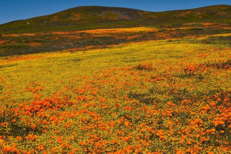 climate, California, desert, drought, torrential rain, wildflower seeds, superbloom