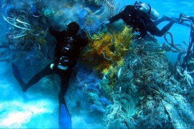 environment, oceans, marine life, Pacific garbage patch, coastal species home