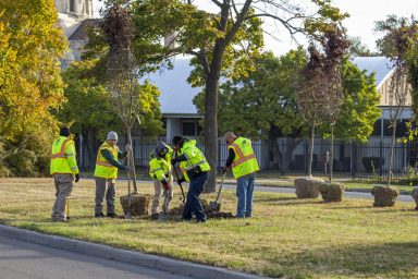 Planting trees, crew, city