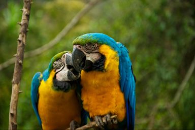 science, animals, parrots, video chat, mental health