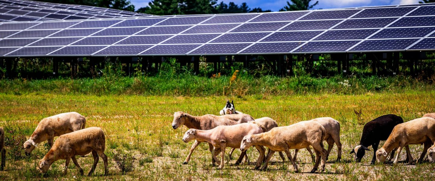 science, climate crisis, agrivoltaics, Italy, plants, solar farming, citron trees