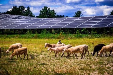 science, climate crisis, agrivoltaics, Italy, plants, solar farming, citron trees