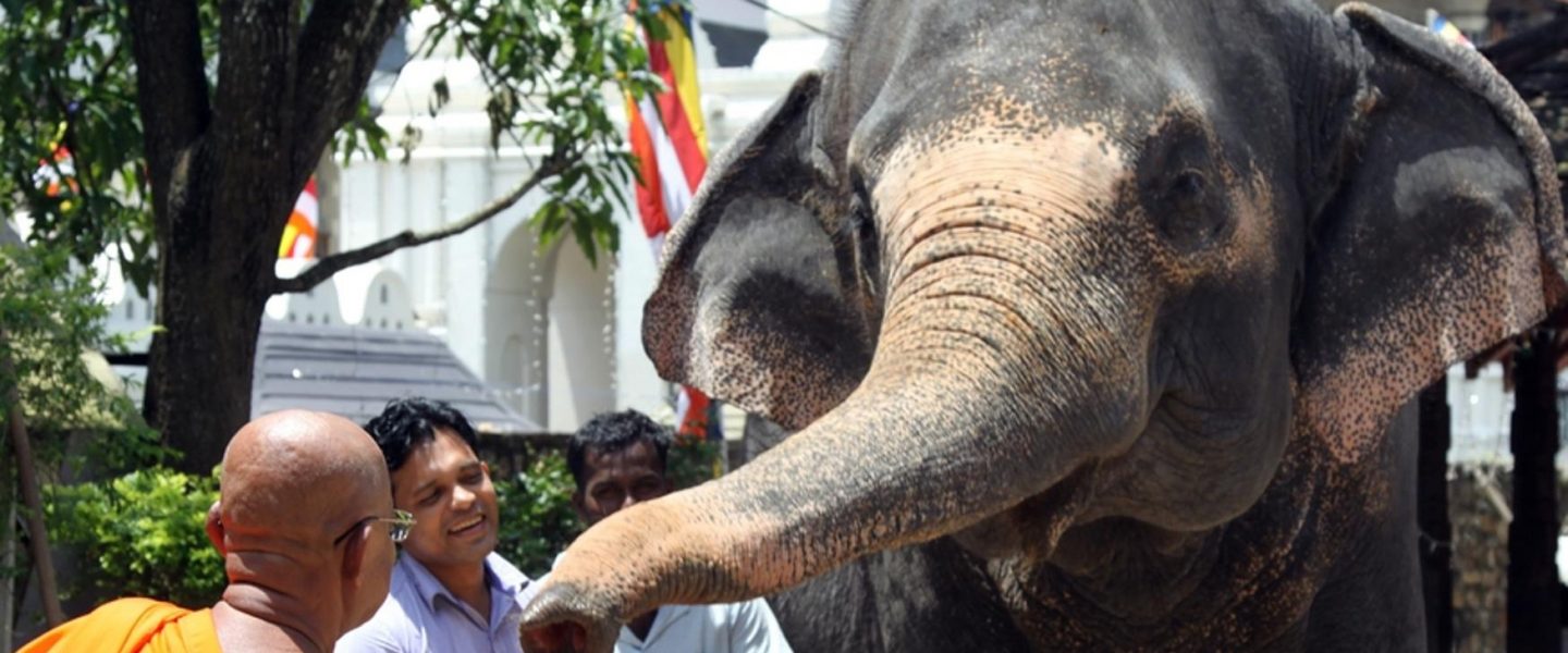 environment, biodiversity, wildlife, elephants, domestication