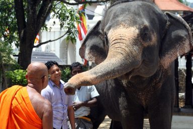 environment, biodiversity, wildlife, elephants, domestication