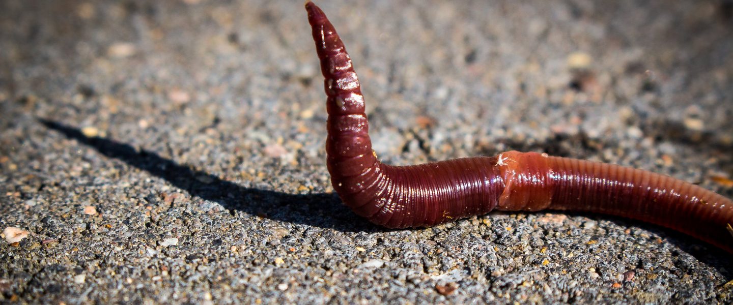 The Worm Turns