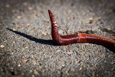 The Worm Turns