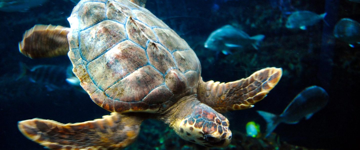 conservation, wildlife, Georgia, rare sea turtles, dredging study, nesting season