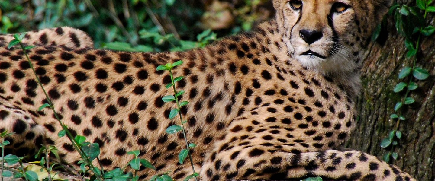 science, nature, mammals, genome project, wildlife, humans, health