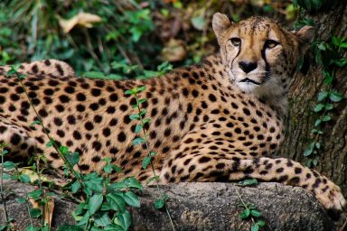science, nature, mammals, genome project, wildlife, humans, health