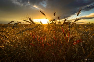 climate crisis, farming, fungal attacks, global food supply, threat
