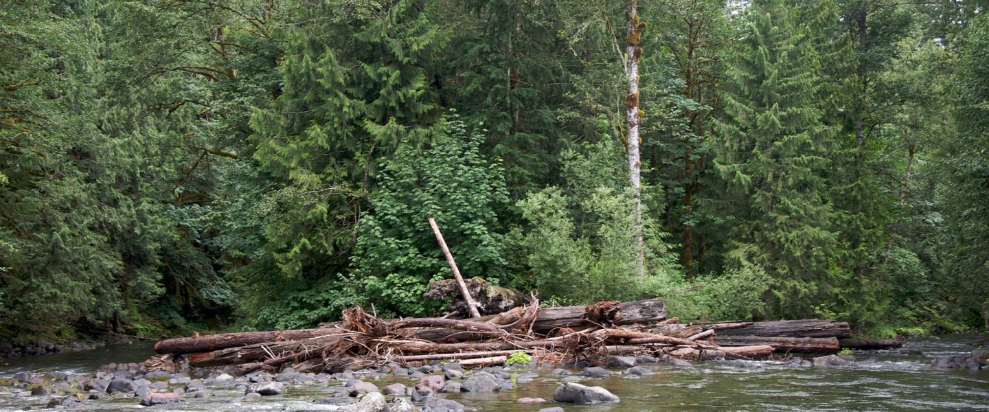 Logjam, Salmon River, OR