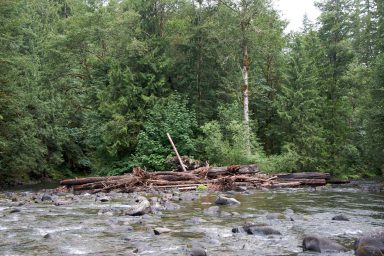 Logjam, Salmon River, OR