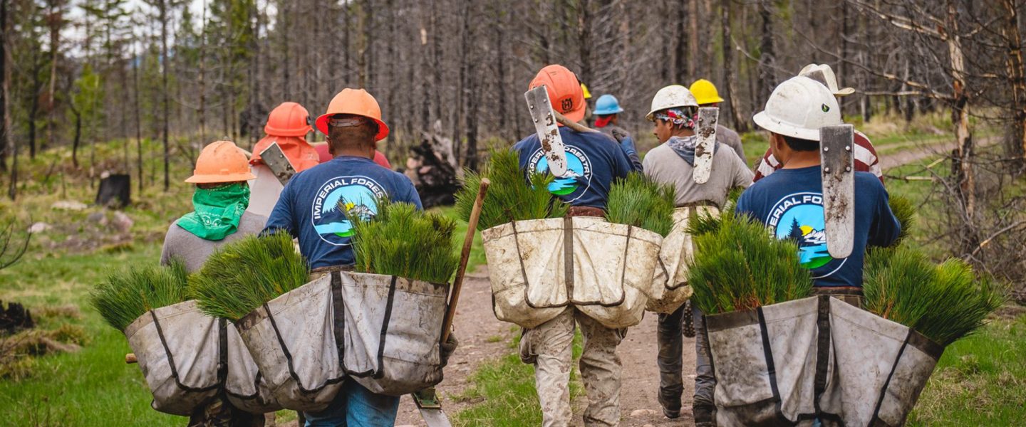 Tree planting in Lolo National Forest