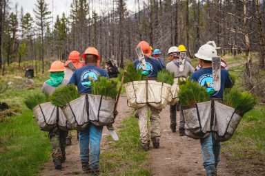 Tree planting in Lolo National Forest