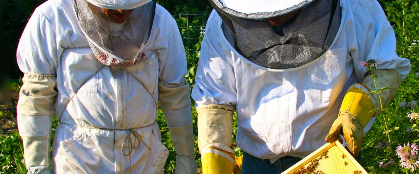 climate change, US, agriculture, honey bees, deaths, stabilized