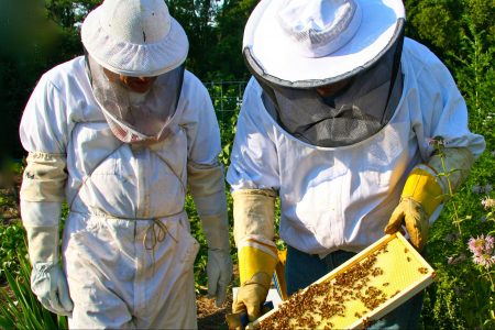 climate change, US, agriculture, honey bees, deaths, stabilized