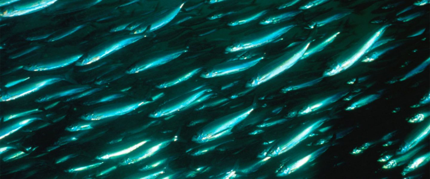 Atlantic Herring