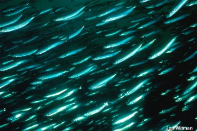 Atlantic Herring