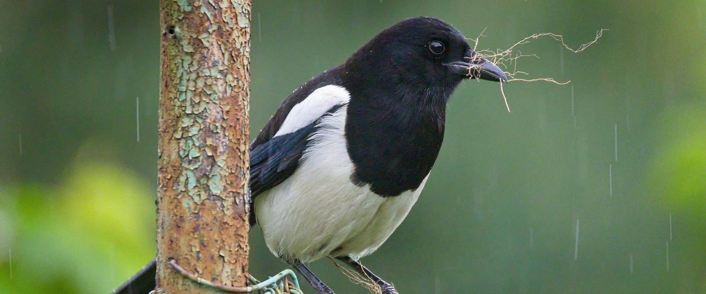 science, nature, birds, urban adaptation, crows, magpies, nests, anti-bird spikes