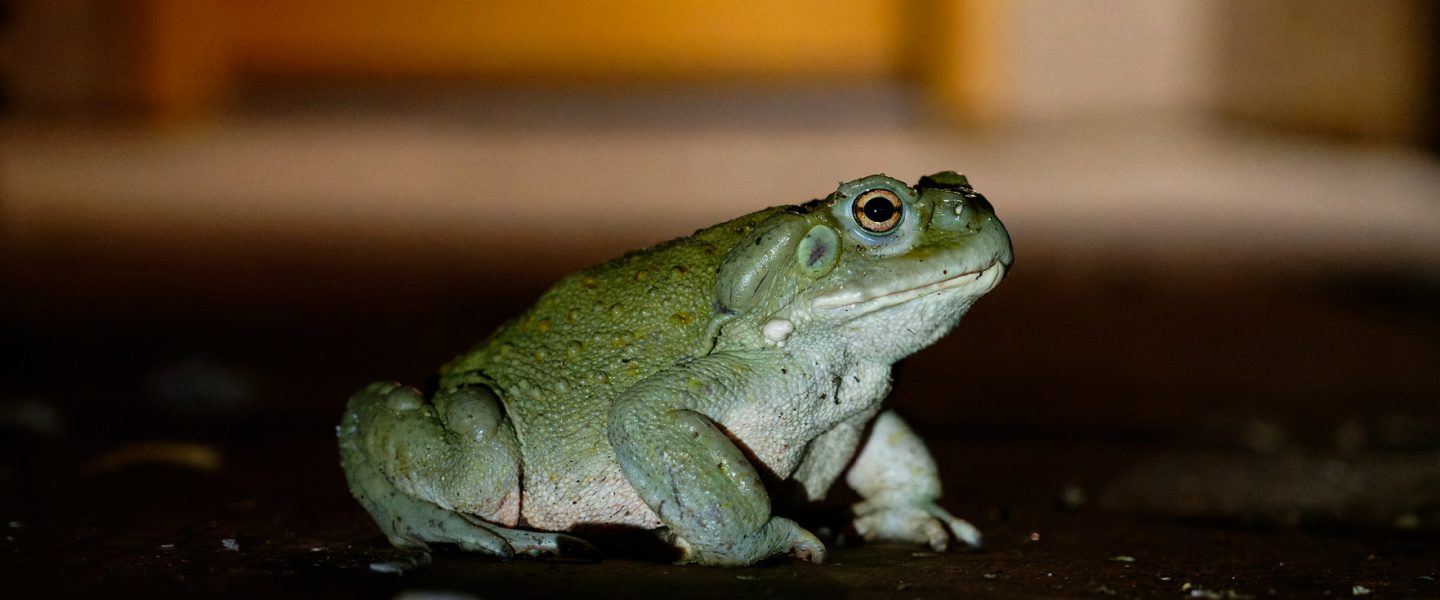 nature, biodiversity, Sonoran Desert, toad, threatened, psychedelic movement