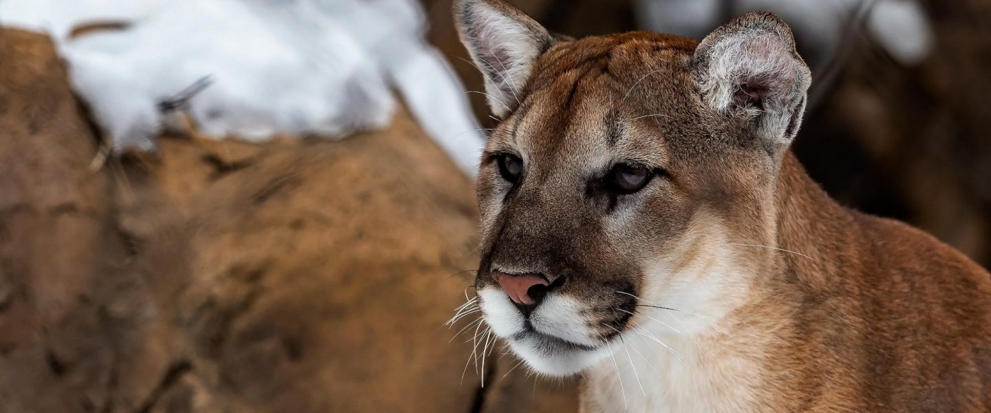nature, wildlife, biodiversity, California, livestock, predators, prey