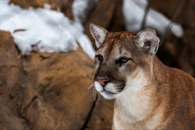 nature, wildlife, biodiversity, California, livestock, predators, prey