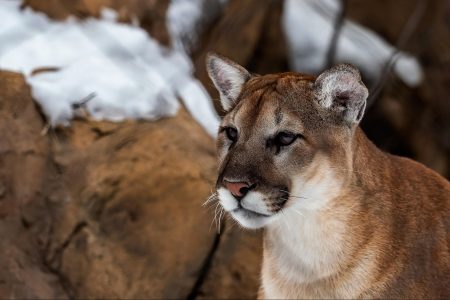 nature, wildlife, biodiversity, California, livestock, predators, prey