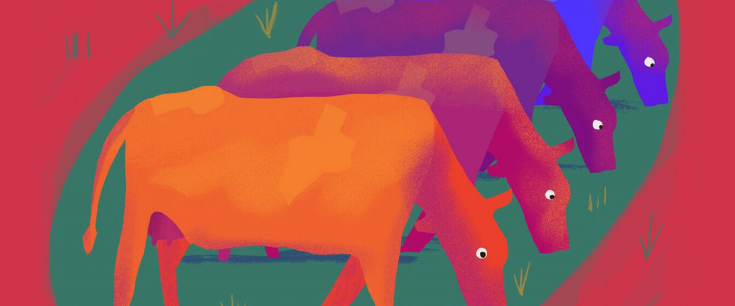 Cows, Adam Ming